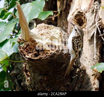 Treecreeper raccogliere materiale per costruire il suo nido Foto Stock