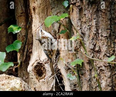 Treecreeper raccogliere materiale per costruire il suo nido Foto Stock