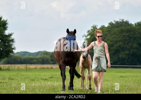 Un falco colore foal e un mare marrone nel campo, con una maschera mosca sopra, la donna sta tenendo il mare Foto Stock