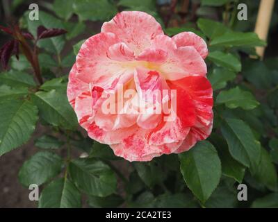 Fiore di rosa multicolore 'Hanky panky' in piena fioritura Foto Stock