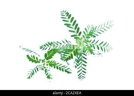 Meniran / Phyllanthus urinaria isolato su sfondo bianco con fuoco selettivo, una delle erbe che può utilizzare per la medicina di erbe. Foto Stock