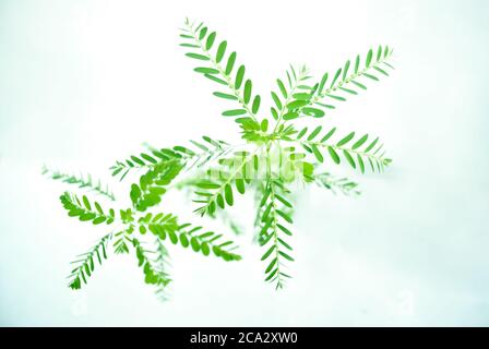 Meniran / Phyllanthus urinaria isolato su sfondo bianco con fuoco selettivo, una delle erbe che può utilizzare per la medicina di erbe. Foto Stock