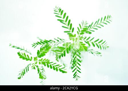 Meniran / Phyllanthus urinaria isolato su sfondo bianco con fuoco selettivo, una delle erbe che può utilizzare per la medicina di erbe. Foto Stock