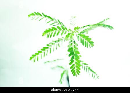 Meniran / Phyllanthus urinaria isolato su sfondo bianco con fuoco selettivo, una delle erbe che può utilizzare per la medicina di erbe. Foto Stock