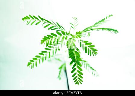 Meniran / Phyllanthus urinaria isolato su sfondo bianco con fuoco selettivo, una delle erbe che può utilizzare per la medicina di erbe. Foto Stock