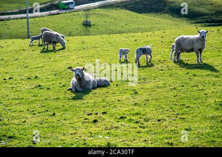 Pecore su un prato in Nuova Zelanda. Foto Stock