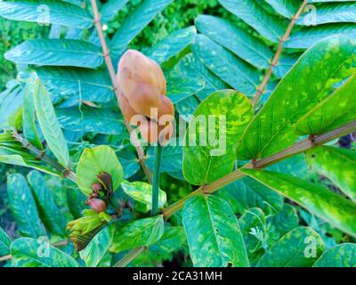 Cassia alata o Senna alata è un importante albero medicinale, conosciuto anche come candelabri dell'imperatore, cespuglio di candela, cespuglio di candelabro, candele di Natale, Foto Stock