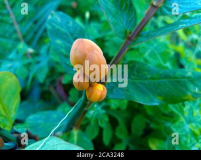 Cassia alata o Senna alata è un importante albero medicinale, conosciuto anche come candelabri dell'imperatore, cespuglio di candela, cespuglio di candelabro, candele di Natale, Foto Stock