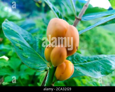 Cassia alata o Senna alata è un importante albero medicinale, conosciuto anche come candelabri dell'imperatore, cespuglio di candela, cespuglio di candelabro, candele di Natale, Foto Stock