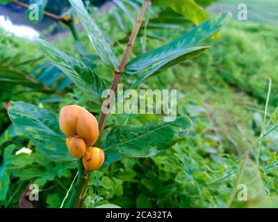 Cassia alata o Senna alata è un importante albero medicinale, conosciuto anche come candelabri dell'imperatore, cespuglio di candela, cespuglio di candelabro, candele di Natale, Foto Stock