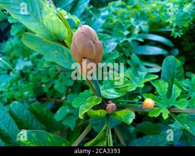 Cassia alata o Senna alata è un importante albero medicinale, conosciuto anche come candelabri dell'imperatore, cespuglio di candela, cespuglio di candelabro, candele di Natale, Foto Stock