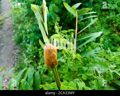 Cassia alata o Senna alata è un importante albero medicinale, conosciuto anche come candelabri dell'imperatore, cespuglio di candela, cespuglio di candelabro, candele di Natale, Foto Stock