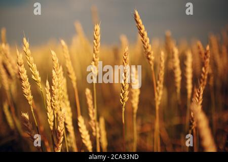 Primo piano di orecchie di grano mature. Messa a fuoco selettiva. Foto Stock