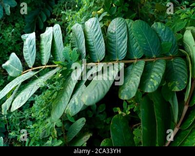 Cassia alata o Senna alata è un importante albero medicinale, conosciuto anche come candelabri dell'imperatore, cespuglio di candela, cespuglio di candelabro, candele di Natale, Foto Stock