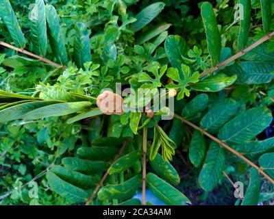 Cassia alata o Senna alata è un importante albero medicinale, conosciuto anche come candelabri dell'imperatore, cespuglio di candela, cespuglio di candelabro, candele di Natale, Foto Stock