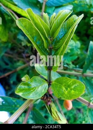 Cassia alata o Senna alata è un importante albero medicinale, conosciuto anche come candelabri dell'imperatore, cespuglio di candela, cespuglio di candelabro, candele di Natale, Foto Stock