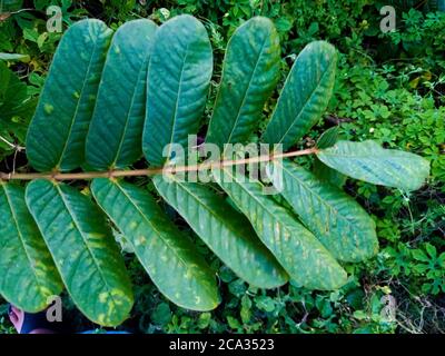 Cassia alata o Senna alata è un importante albero medicinale, conosciuto anche come candelabri dell'imperatore, cespuglio di candela, cespuglio di candelabro, candele di Natale, Foto Stock