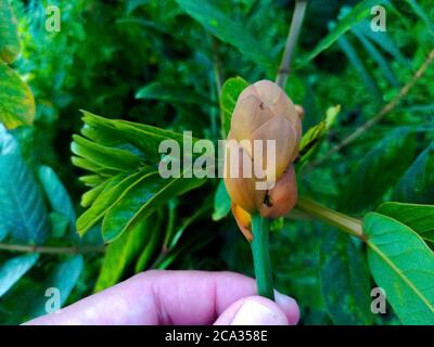 Cassia alata o Senna alata è un importante albero medicinale, conosciuto anche come candelabri dell'imperatore, cespuglio di candela, cespuglio di candelabro, candele di Natale, Foto Stock