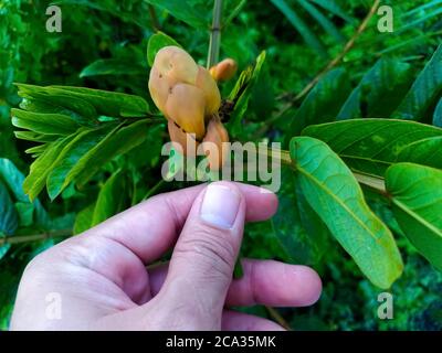 Cassia alata o Senna alata è un importante albero medicinale, conosciuto anche come candelabri dell'imperatore, cespuglio di candela, cespuglio di candelabro, candele di Natale, Foto Stock