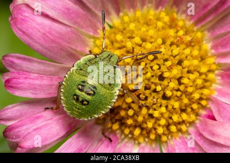 Bug scudo Foto Stock