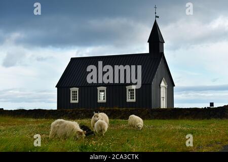 Búðakirkja Chiesa Nera Islanda con pecore islandesi al pascolo. Islanda Foto Stock