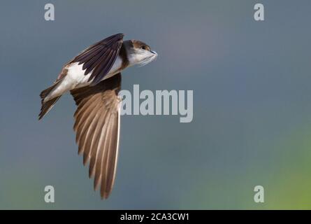 uccello in volo in una maschera di piuma Foto Stock