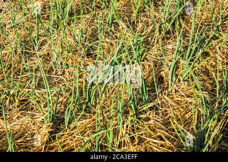 Capesante su un letto di orto protetto da paglia. Vitamine sano biologico homegrown primavera organico - immagine stock Foto Stock