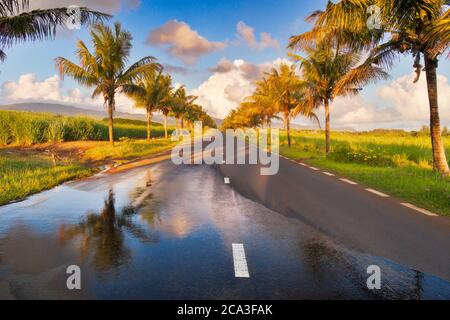 Strada di campagna fiancheggiata da palme nella parte sud dell'isola di Mauritius in una giornata di sole Foto Stock