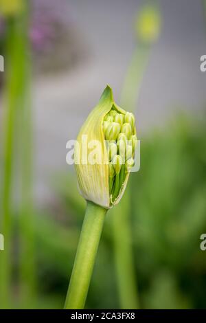 Un primo piano di un giglio africano Bud, con una profondità di campo poco profonda Foto Stock