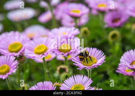 Un'ape su un mare daisy fiore, con una profondità di campo poco profonda Foto Stock