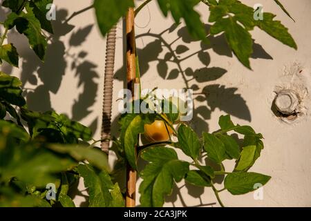 L'orto sul balcone porta frutta, il mazzo di pomodori appare sulla pianta del pomodoro. Foto Stock