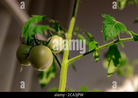 L'orto sul balcone porta frutta, il mazzo di pomodori appare sulla pianta del pomodoro. Foto Stock