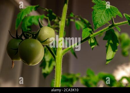 L'orto sul balcone porta frutta, il mazzo di pomodori appare sulla pianta del pomodoro. Foto Stock