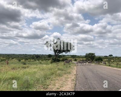 Zebre che attraversano la strada al Kruger National Park, Sud Africa. Avvistato durante un safari. Foto Stock