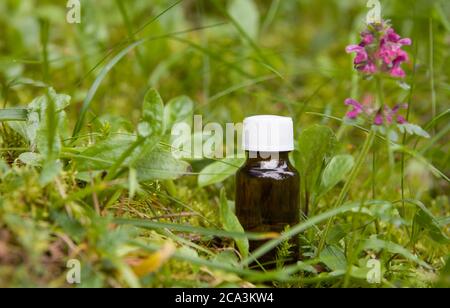Bottiglia di olio aromatico alle erbe con vari fiori di piante di droga, sfondo della natura in sfocatura. Messa a fuoco morbida. Pura cura naturale di bellezza. Foto Stock