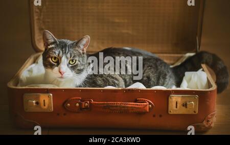 Un gatto vagabondato solitario triste a righe sta sdraiato in una vecchia valigia marrone, martellata di tanto in tanto e in attesa di essere portato in una nuova casa. Foto Stock