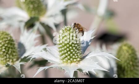 Primo piano di Eryngium giganteum (anche: Il fantasma di Miss Willmott) con un'ape. Simbolo per impollinazione di fiori da insetti. Foto Stock