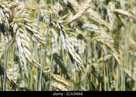Orecchie di segale di maturazione da vicino. Nome latino Secale cereale. Simbolo per l'agricoltura e ingredienti alimentari naturali. Foto Stock
