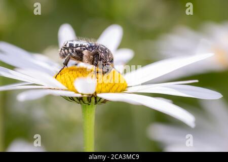 Coleottero bianco macchiato - Oxythyrea Funesta - riposante su fiore di Leucanthemum - marguerite Foto Stock