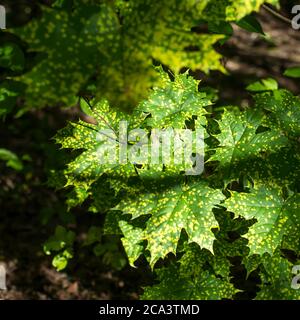 Foglie d'acero con macchie di malattia. Rhytisma acerinum - malattia foglia d'acero. Le macchie di malattia acero in questa immagine appaiono pittoresche come elemento di disegno Foto Stock