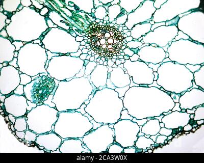 Microfotografia di una sezione trasversale della radice di loto. Foto Stock