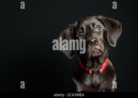 Labrador cucciolo in studio di illuminazione e sfondo scuro con colletto rosso Foto Stock