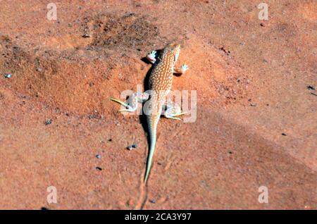 Algeria, Parco Nazionale di Tassili N'Ajer: Lucertola di Nidua dalle dita frange (Acanthodactylus scutellatus). Foto Stock