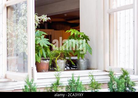 finestra di legno bianco con vasi da fiori sotto forma di un secchio di ferro sul davanzale, chiocciole di piante ornamentali che adornano il ristorante. Foto Stock