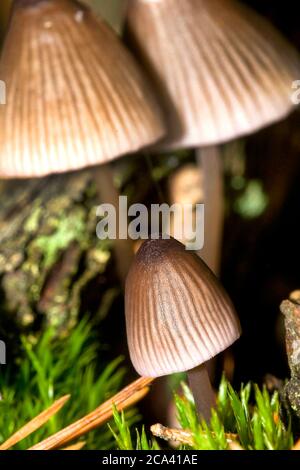 Funghi selvatici, Parco Nazionale Guadarrama, Segovia, Castiglia e León, Spagna, Europa Foto Stock