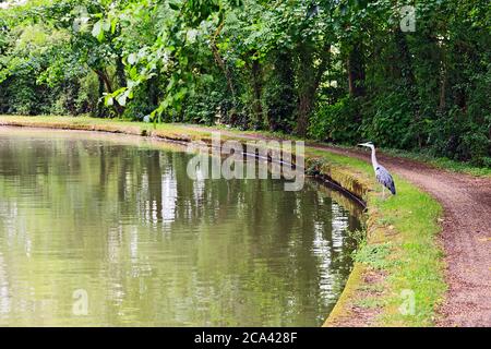 Grey Heron sulle rive del Canal Grande Union a Stoke Hammond, Milton Keynes Foto Stock