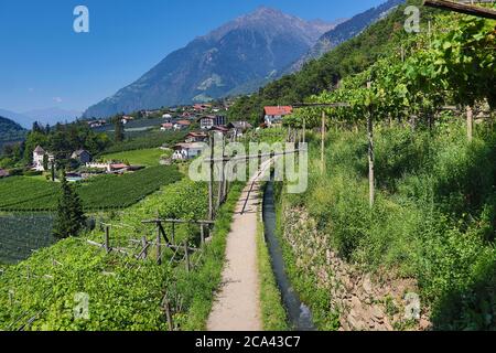 Italien. 29 luglio 2020. Alto Adige, Italia Luglio 2020: Impressioni dell'Alto Adige Luglio 2020 Algund, Algunder Waalweg, escursioni, corsi d'acqua, Meraner Land, Burggrafenamt, Alto Adige, uva, vista del traguardo | utilizzo nel mondo Credit: dpa/Alamy Live News Foto Stock