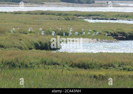 Cattle Egret, Bubulcus ibis, Western Cattle Egret, roost, Flock, Pagham Harbour, West Sussex, Regno Unito, luglio Foto Stock