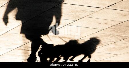 Silhouette ombra sfocata di uomo maturo che cammina due piccoli cani su un guinzaglio, su un marciapiede Foto Stock