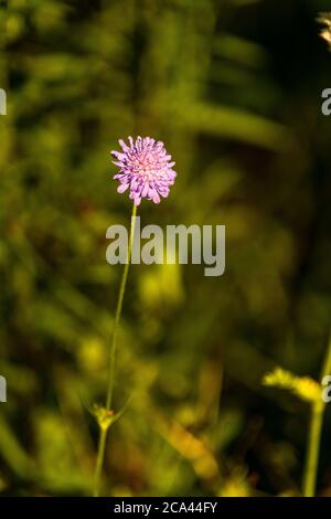 Campo scabioso - Knautia arvensis. Rose Cottage Garden. Foto Stock